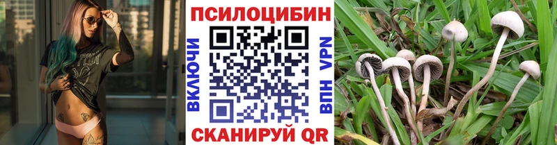 MEGA зеркало  Поворино  Псилоцибиновые грибы Cubensis 